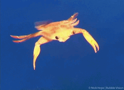 Crab Rave Water Swimming GIF