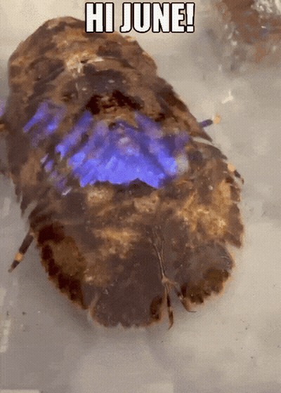 Crab Saying Hi June GIF