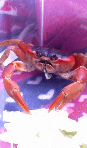 Crab Sitting On Pink And Blue Surface GIF