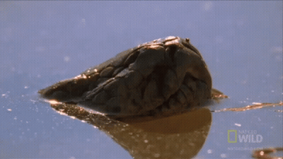 Crab Swimming With National Geographic Wild Logo GIF