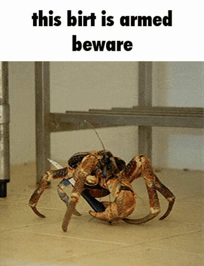 Crab This Birt Is Armed Beware GIF