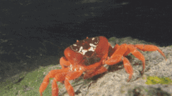 Crab Water Dance Mood