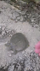 Crackhead Turtle Funny Quick  Move GIF