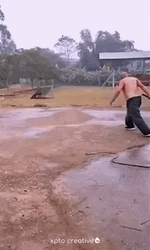 Cracking The Whip Hilarious Meme GIF