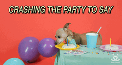 Crashing The Party Happy Birthday Dog GIF