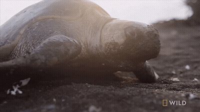 Crawling Sea Turtle Saying Wild GIF