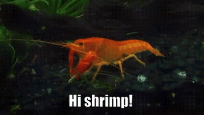 Crayfish Swimming In Tank Saying Hi Shrimp GIF