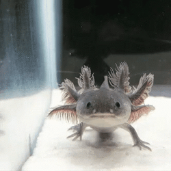 Crazy Axolotl Approaching GIF