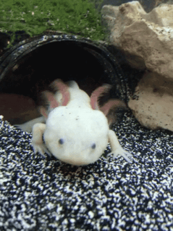 Crazy Axolotl Backing Up GIF