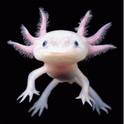 Crazy Axolotl Different Poses GIF