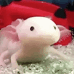 Crazy Axolotl Fell Food GIF