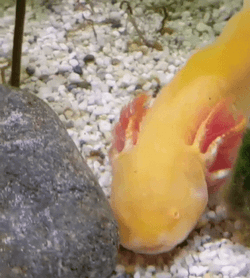 Crazy Axolotl Kissing Yellow Fish GIF