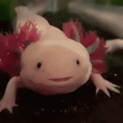 Crazy Axolotl Opening Mouth GIF