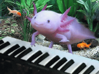 Crazy Axolotl Playing Piano With Fishes GIF