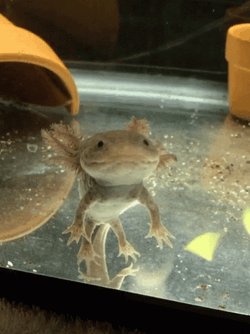 Crazy Axolotl Staring GIF