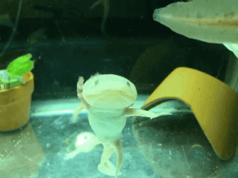 Crazy Axolotl Submerged GIF