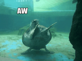 Crazy Birthday Celebrant Turtle Dab Dance GIF