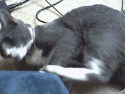 Crazy Cat Attacking Itself GIF