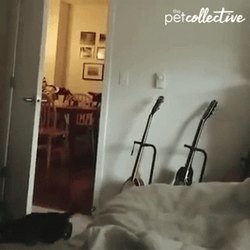 Crazy Cat Backflip Landed GIF