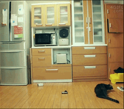 Crazy Cat Catching On Air GIF