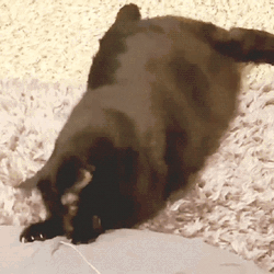 Crazy Cat Chewing On Matress GIF
