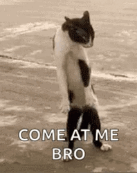Crazy Cat Come On Me Bro GIF