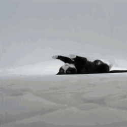Crazy Cat Crawling Upside Down  GIF