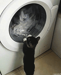 Crazy Cat Fighting Washing Machine GIF