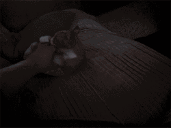 Crazy Cat Fighting With Human Hand GIF