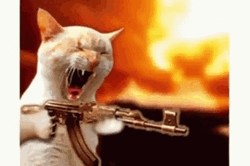 Crazy Cat Firing Gun Meme GIF