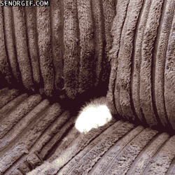 Crazy Cat Hiding In Sofa GIF