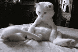 Crazy Cat Playing Own Tail GIF