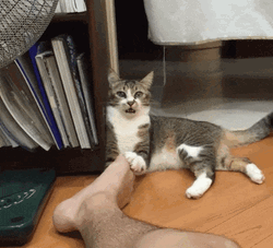 Crazy Cat Reaction Over Human Foot GIF