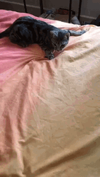 Crazy Cat Running Around GIF