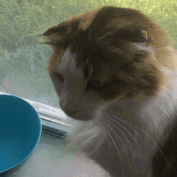 Crazy Cat Tongue Out GIF