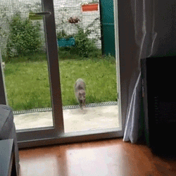 Crazy Cat Tumbling Over GIF