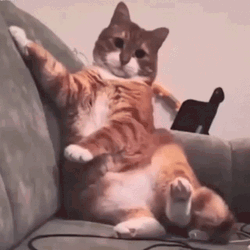 Crazy Cat Uncontrollable Head Shaking  GIF