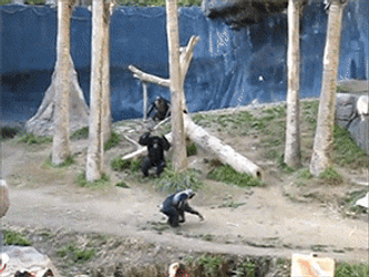 Crazy Chimp Attacking Another Chimpanzee GIF