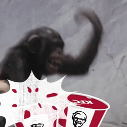 Crazy Chimp Banging Chicken Buckets As Drums GIF