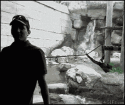Crazy Chimp Flying Onto Glass GIF