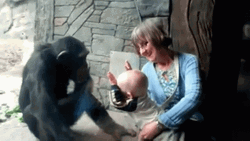 Crazy Chimp Kicking Glass GIF