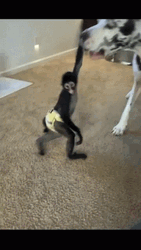 Crazy Chimp Messing With Two Dogs GIF