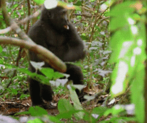 Crazy Chimp Pounding The Ground GIF