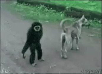 Crazy Chimp Pulling Dog Tail GIF