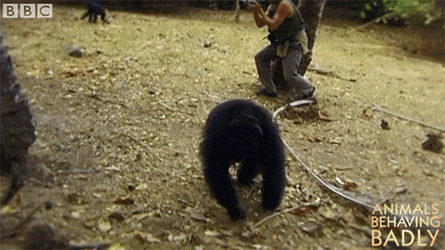 Crazy Chimp Running After Man GIF