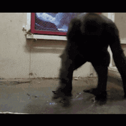 Crazy Chimp Spinning On Wet Floor GIF