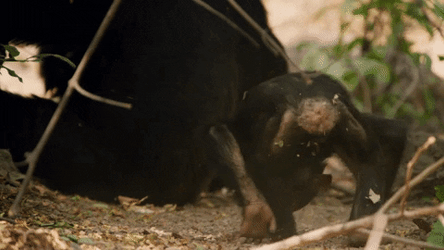 Crazy Chimp Spinning While Bending GIF