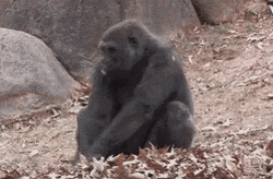 Crazy Chimp Tumbling On Pile Of Leaves GIF