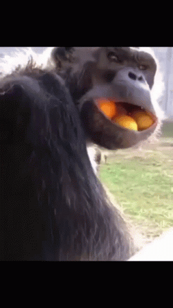Crazy Chimp With Several Fruits Inside Its Mouth GIF