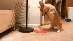Crazy Corgi Playing Stance GIF